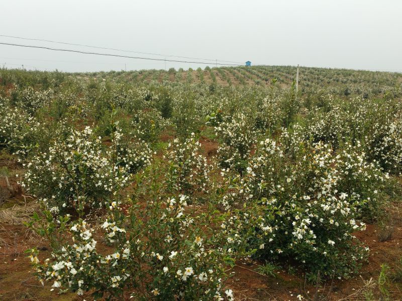 孟冬的油茶花，素裹群山嬌艷