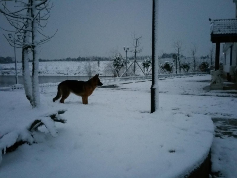 雪景