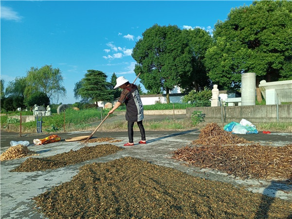 基地菜園